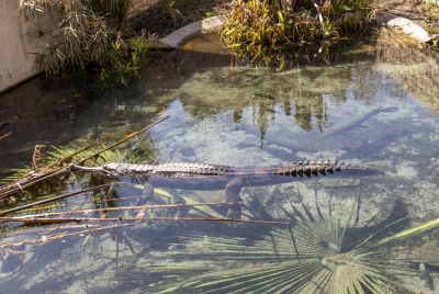 SA Zoo Gharial 2025
